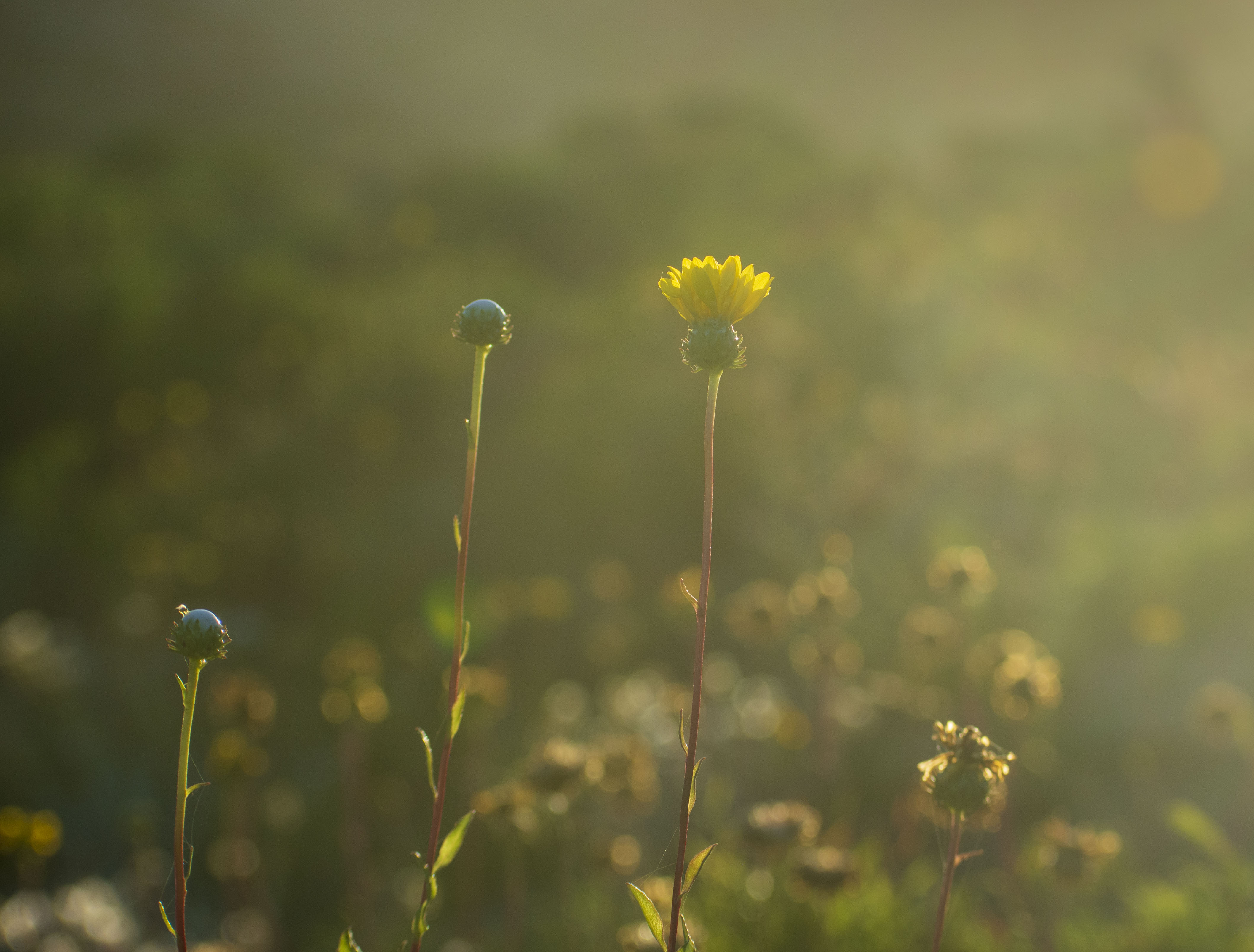 Caminata al Atardecer
